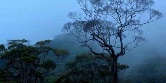 rainforests-sri-lanka