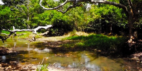 hiriwadunna-forest-sri-lanka